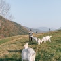 강원도 태백 :: 매봉산 바람의 언덕, 몽토랑 산양목장에서 즐거운 시간♥︎