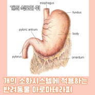 개의 소화시스템에 적용하는 반려동물 아로마테라피