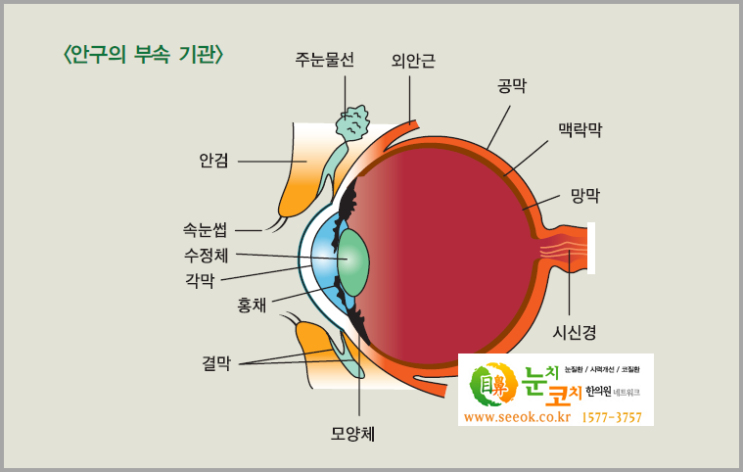 눈의 구조, 명칭, 기능 - 그림으로 쉽게 : 네이버 블로그