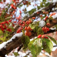 구례 산수유 축제, 산수유 효능과 산수유 먹는법