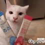 Plan츄츄&피모코어! 비쥬프렌즈의 반려동물영양제로 고양이 피부건강 관리해요!
