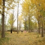 대구근교 고령 은행나무숲 다산문화공원 가을사진찍기 좋아요.