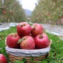 햇 꿀 부사 사과 출하 흠집 사과 가정용 사과 5kg 10kg - 풍기댁사과농원