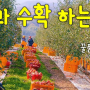 청송사과 수확하는 날♥ 여기는 꿀품사농원 입니다! Apple Harvest in South Korea