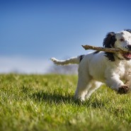 강아지 관절염 원인과 증상, 예방법에 대해 알아보자