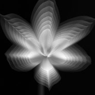 Movement of Flower 10