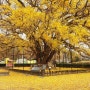 인천 장수동 은행나무 11월 18일 다녀온 만의골 은행나무