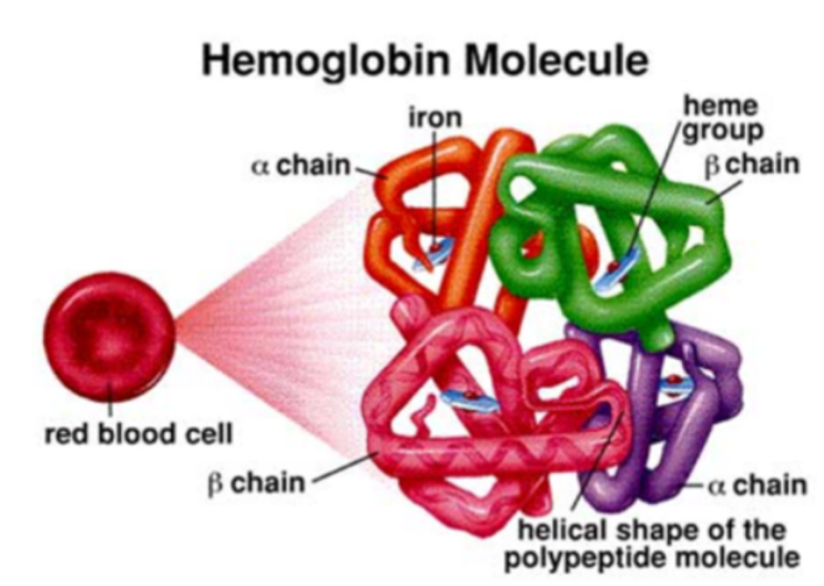 헤모글로빈 [hemoglobin] 정리 : 네이버 블로그