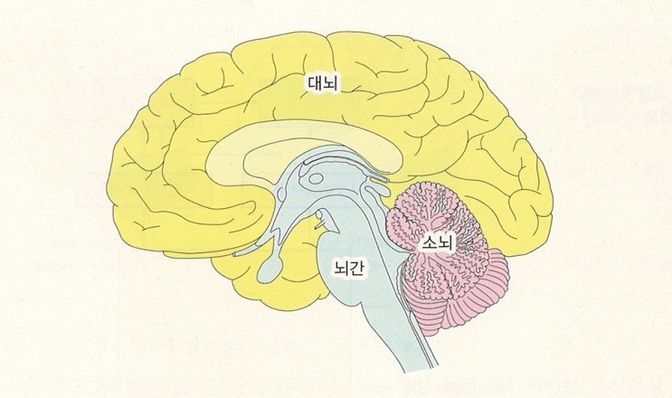 뇌간의 구조와 기능 / 중뇌 / 교뇌 / 연수 / 그물형성체 / 피개 | 운다배 | 박용수 트레이너 : 네이버 블로그