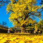 2021년 11월 17일 노란 가을이 찾아온 전주 향교