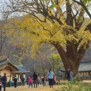 경주 운곡서원 은행나무 가을 단풍의 마지막을 장식하는 축제 현장