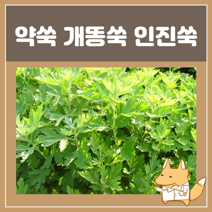 약쑥 효능, 개똥쑥, 인진쑥(환, 즙) 효능 간에 좋은 약초 : 네이버 블로그