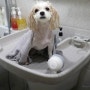 강아지샤워기 두잇 러빙브러쉬 덕분에 목욕시키기 편해요!