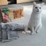 ANF 캣 식스프리골드 어덜트 :: 기호성 좋은 고양이 유산균사료 추천!