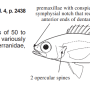 Family Symphysanodontidae Katayama 1984 (slopefishes) カワリハナダイ科 카와리하나다이과