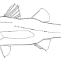 Family Howellidae Ogilby 1899 (oceanic basslets) クシスミクイウオ科 쿠시스미쿠이우오과