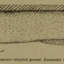 Family Pholidae Gill 1893 (gunnels) 황줄베도라치과 ニシキギンポ科 니시키긴뽀과