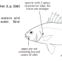 Family Terapontidae Richardson 1842 (grunters or tigerfishes) 살벤자리과 シマイサキ科 시마이사키과