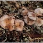 철쭉자주방망이버섯(가칭)