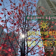 [위례호반베르디움] 단지 내 가을단풍과 "21년 11월" RR 급매매 전월세 총집합!!