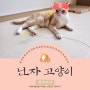 고양이 낚시대 :: 캣츠모리 닌자고양이 장난감