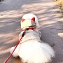 강아지패딩 따뜻한 강아지옷 포근한 강아지겨울옷 패브릭 애견옷 너무 귀여워!