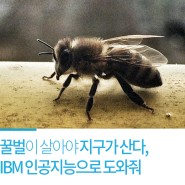 꿀벌이 살아야 지구가 산다, IBM 인공지능으로 도와줘