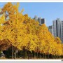 가을의 상징, 노랑 은행나무 단풍색, 열매향 용서하다.