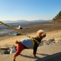 서산 산책로 해안가를 따라 강아지들과 걷기(애견동반산책)