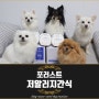 강아지 저알러지간식 퓨레&사료 포러스트 제품 괜찮네