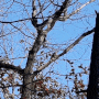 ( 오색딱따구리 ) "해운대 장산"의 오색딱따구리. 해운대 장산의 식생. ( 동영상 + Ani GIF ) (2021.12.02.) 동영상을 클릭하면, 오색딱따구리가 "타닥 탁탁 탁탁"하는 나무 쪼는 소리를 들을 수 있습니다! 오늘 만난 개체는 ("큰오색딱따구리"가 아니고) "오색딱따구리" 입니다! 장산계곡/대천공원.