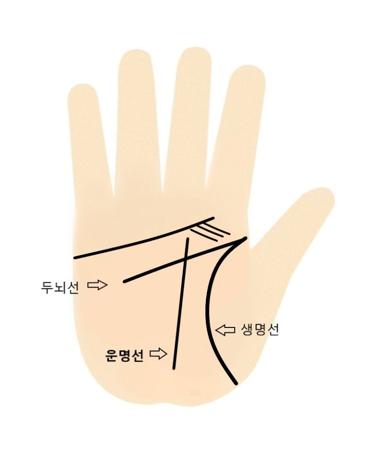 손금 / 감정선에 아래로 향한 가지선, 위로 향한 가지선 : 네이버 블로그