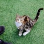 [인천/영흥도/고양이카페] 고양이역 카페 - 유기묘를 돌보는 고양이 카페