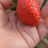 청주딸기농장체험 겨울딸기가 더 맛있는 이유?