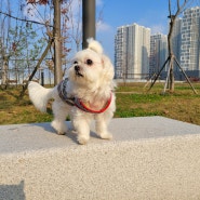 강아지 산책 : 반려견과 배곧신도시에서 주말산책 하기!