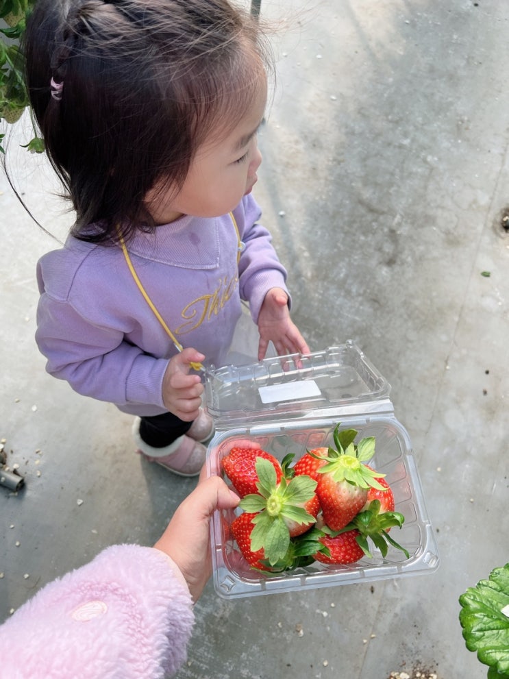 겨울 서울근교 아기랑갈만한곳 남양주 한사랑딸기농장 매년가요!