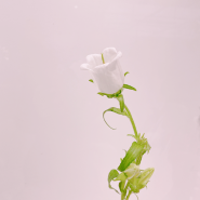 [ 2021. 12. 7 ] 스노우폭스플라워 오늘의 꽃