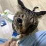 반려동물 프로바이오틱스 고양이 유산균 기호성 테스트 비쥬프렌즈 Plan 츄츄&장코어