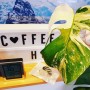 [대전 희귀식물 카페] 식물이 이쁜 카페 “커피동행”