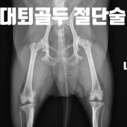 포메라니언2살 양측 대퇴골두 절단술 (대구,고관절 이형성 탈구및 관절염)(다사,달성군,달서구 동물병원)