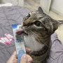고양이 피부 영양제 비쥬프렌즈 Plan 츄츄&피모코어 반려동물영양제 후기