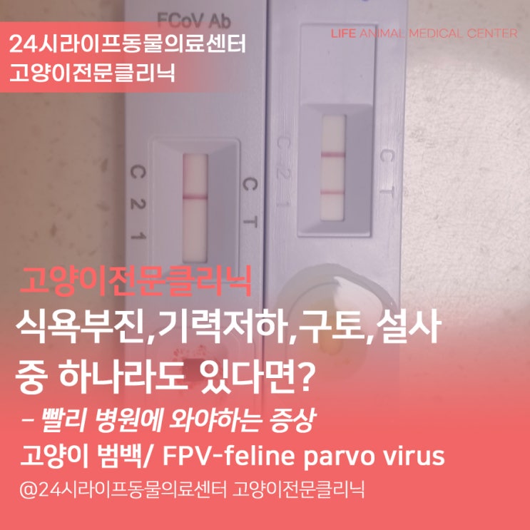 [대구고양이전문동물병원 / 라이프동물의료센터] 고양이 범백 치료 : 고양이가 식욕부진, 기력저하, 구토, 설사 중 하나라도 ...