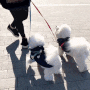 강아지 산책 훈련 즐거워지는 하네스 추천 쏘울잇개 탱고하네스