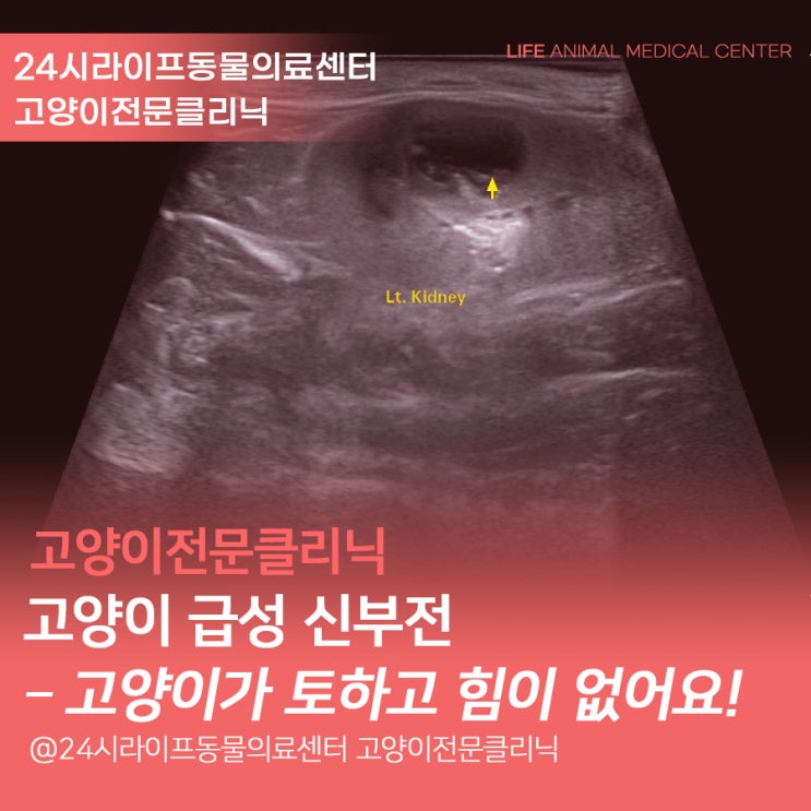 [대구고양이전문동물병원 / 라이프동물의료센터] 고양이 급성 신부전 : 고양이가 구토하고 힘이 없어요! 페르시안 고양이 유전병 ...