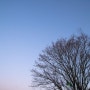 반달과 겨울나무