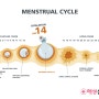배란과 임신에 대해 알아야 할 것들