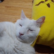 고양이 4남매 일상, 자고 자고 또 자는 고양이들(feat. 고양이 꾹꾹이)