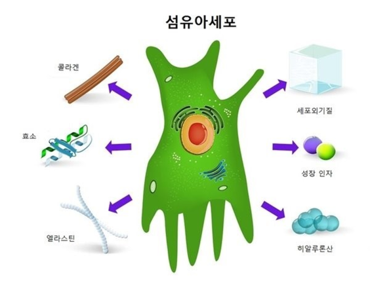 피부노화 - 진피 재생을 시키자! : 네이버 블로그