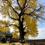 [밀양] 금시당, 450년의 은행나무를 찾아서, 밀양사진명소