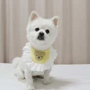 코지독 강아지케이프 DIY키트 , 재봉틀없이 강아지옷만들기 도전!